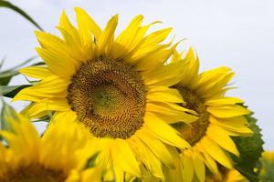 bright details of sunflower photo