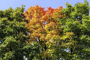 leaf fall in autumn and on maple trees photo