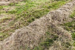 cereales agrícolas productos de trigo o centeno foto