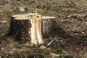 old trees - the old cut-down and sawn trees. close up, small depth of sharpness photo