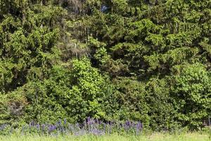 paisaje de primavera, bosque foto