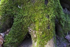 musgo en la corteza y raíces de un árbol foto