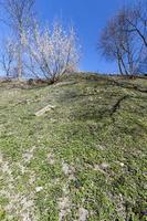 hilly area with young grass photo