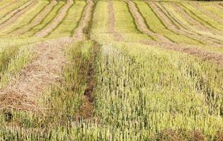 straw from rapeseed photo