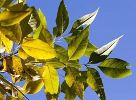 colorful deciduous trees photo