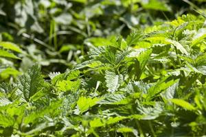 green young nettle photo