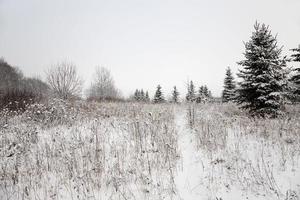 trees in the winter - the trees covered with snow, growing in a winter season photo