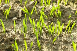 wheat sprouts - the sprouts of recently ascended wheat photographed by a close up. small depth of sharpness. focus on the foreground photo