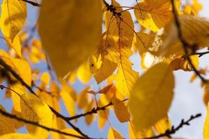 autumn nature, close up photo