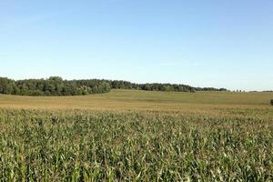 Corn field, summer photo