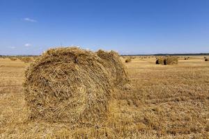 stack of straw in the field photo