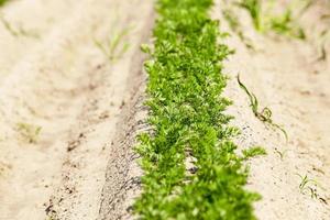 Carrot field . close-up photo