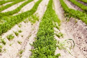 Carrot field close-up photo