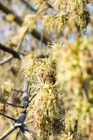 spring maple tree photo