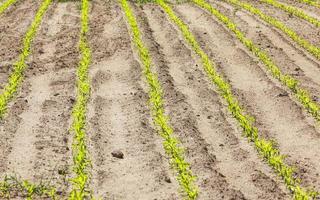 sweet green unripe corn photo