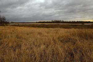 dried grass in a field photo