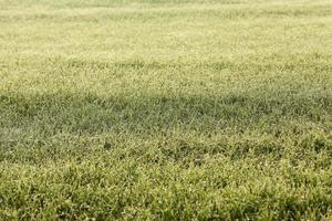 young grass plants, close-up photo