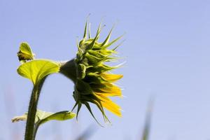 yellow annual sunflower photo