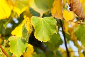 Linden tree in the autumn photo