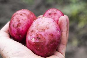agricultural field where red potatoes photo