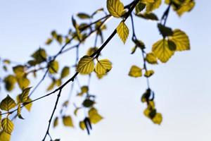 the first green foliage photo