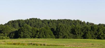 paisaje de verano, bosque foto