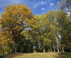 yellowing leaves, park photo