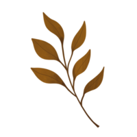Autumn leaf isolated. Illustration. Hand drawn. png