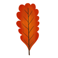 Oak leaf isolated.illustration. Hand drawn. png