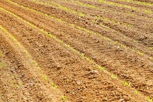 agricultural field on which grow up corn photo