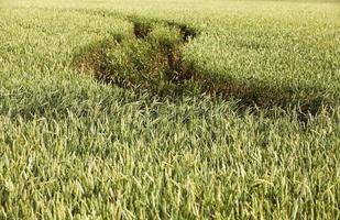 primer plano del campo agrícola foto