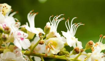 chestnut flower  close up photo