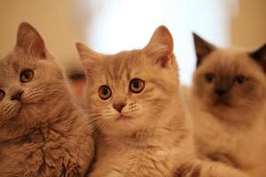 British kittens  close up photo