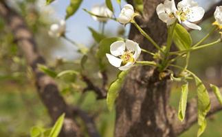 blossoming trees  close up photo