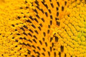 field annual sunflowers photo