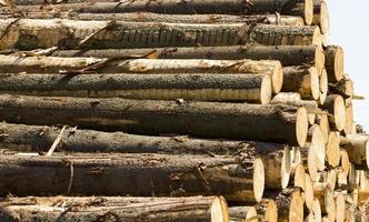 tree trunks during logging photo