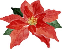 éléments de bouquet de fleurs de poinsettia de noël aquarelle png