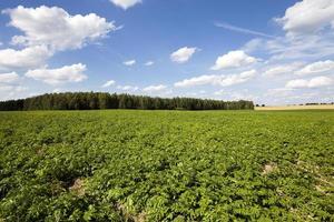 potato field and sky photo