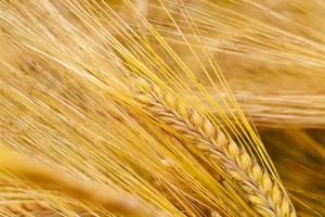 mature cereals close up photo