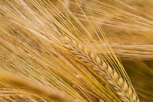 ripened cereals - the ripened ears of cereals photographed by a close up photo