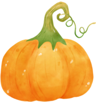 aquarela laranja abóbora pintada à mão png