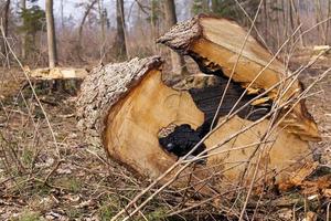 cut trees close up photo