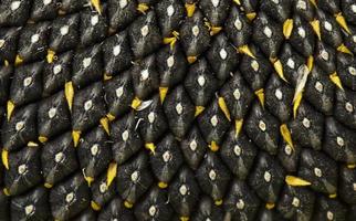 sunflower seeds close up photo