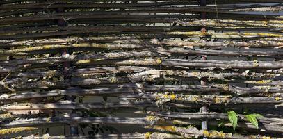 Old fence branches photo