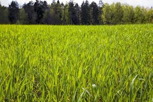 agricultural cereal plants photo