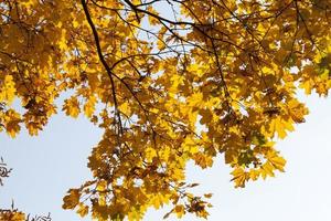 leaves in the autumn photo