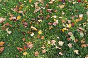 different plants during the autumn season photo