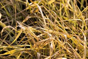 yellowed wheat sprouts photo