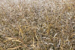 rapeseed harvest, close up photo