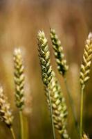 cereals - the ears of cereals photographed by a close up. small depth of sharpness photo